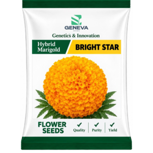 Bright Star