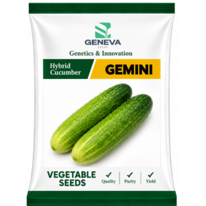 Gemini